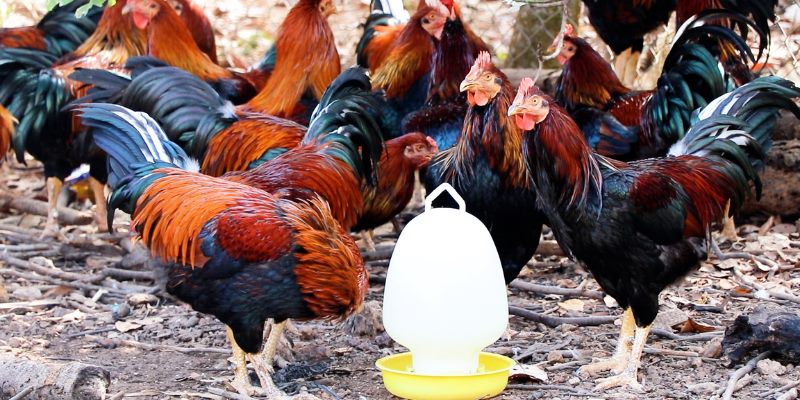 Các giống gà nổi bật sở hữu vảy gà án thiên